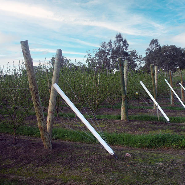 HULK Earth Anchors installed to support trellised crops