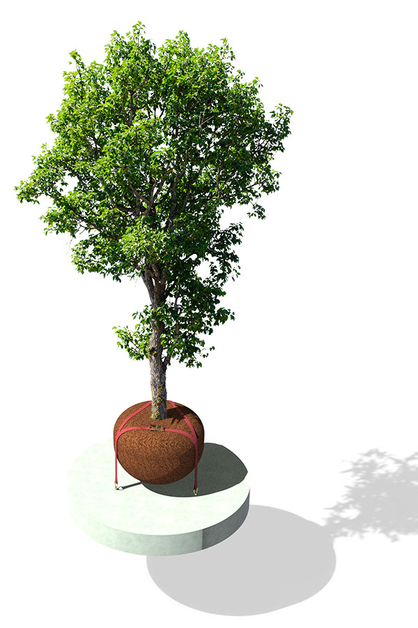3D Render of a tree anchored with HULK Concrete Anchor Underground Tree Kit