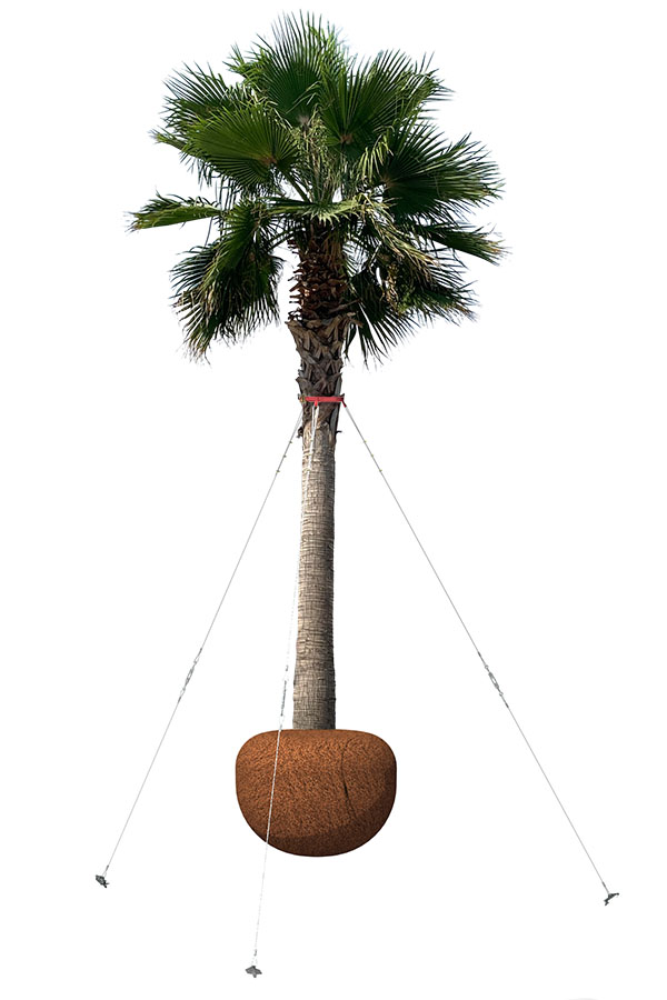 3D Render of a palm tree anchored with HULK Palm Tree Guy Kit
